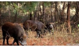 超级野猪最早爆料视频,狂野之力震撼登场